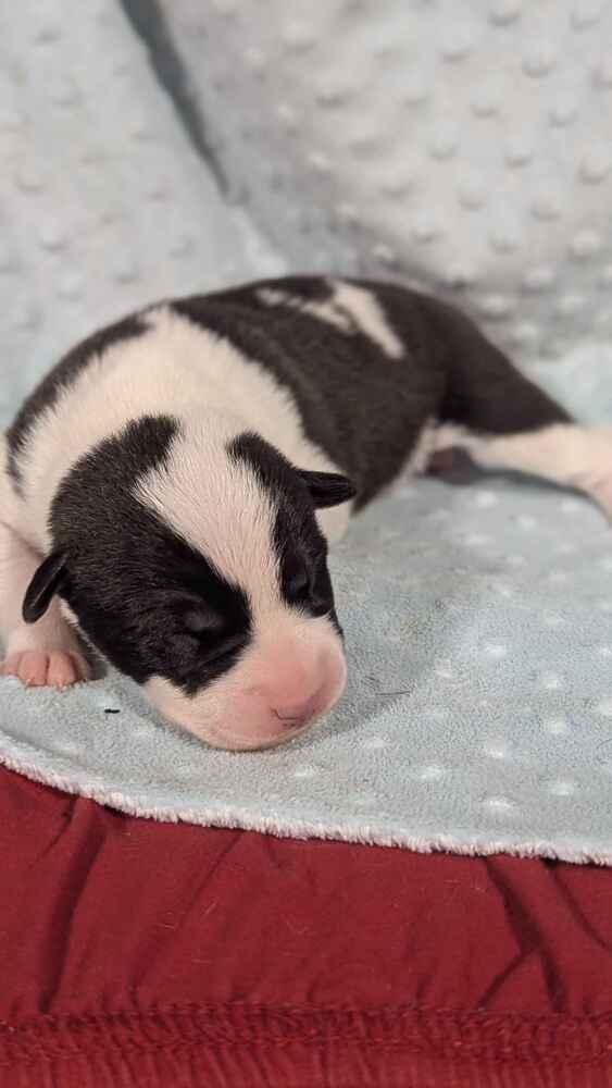 Enlarge Tequila Rose, a Adoptable mixed breed in Grand Rapids, MI image 2/3