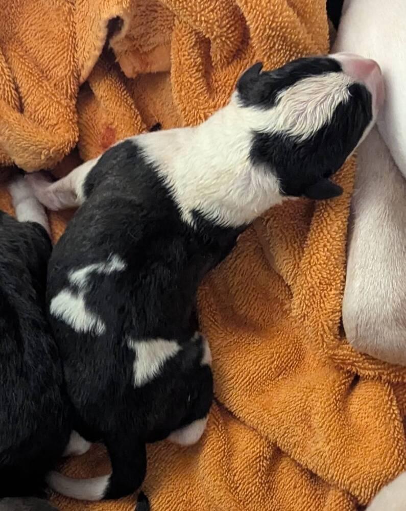 Enlarge Tequila Rose, a Adoptable mixed breed in Grand Rapids, MI image 3/3