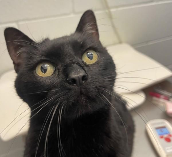 Chickadee, Adoptable, Adult Female Domestic Short Hair.