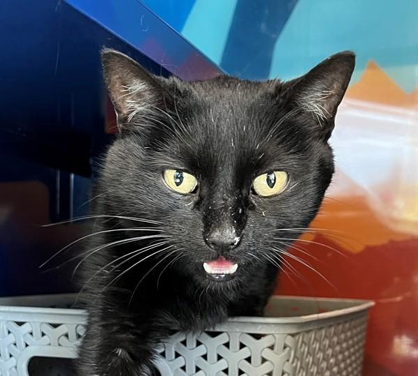 Chickadee, a Adoptable mixed breed in Golden, CO image 2/2