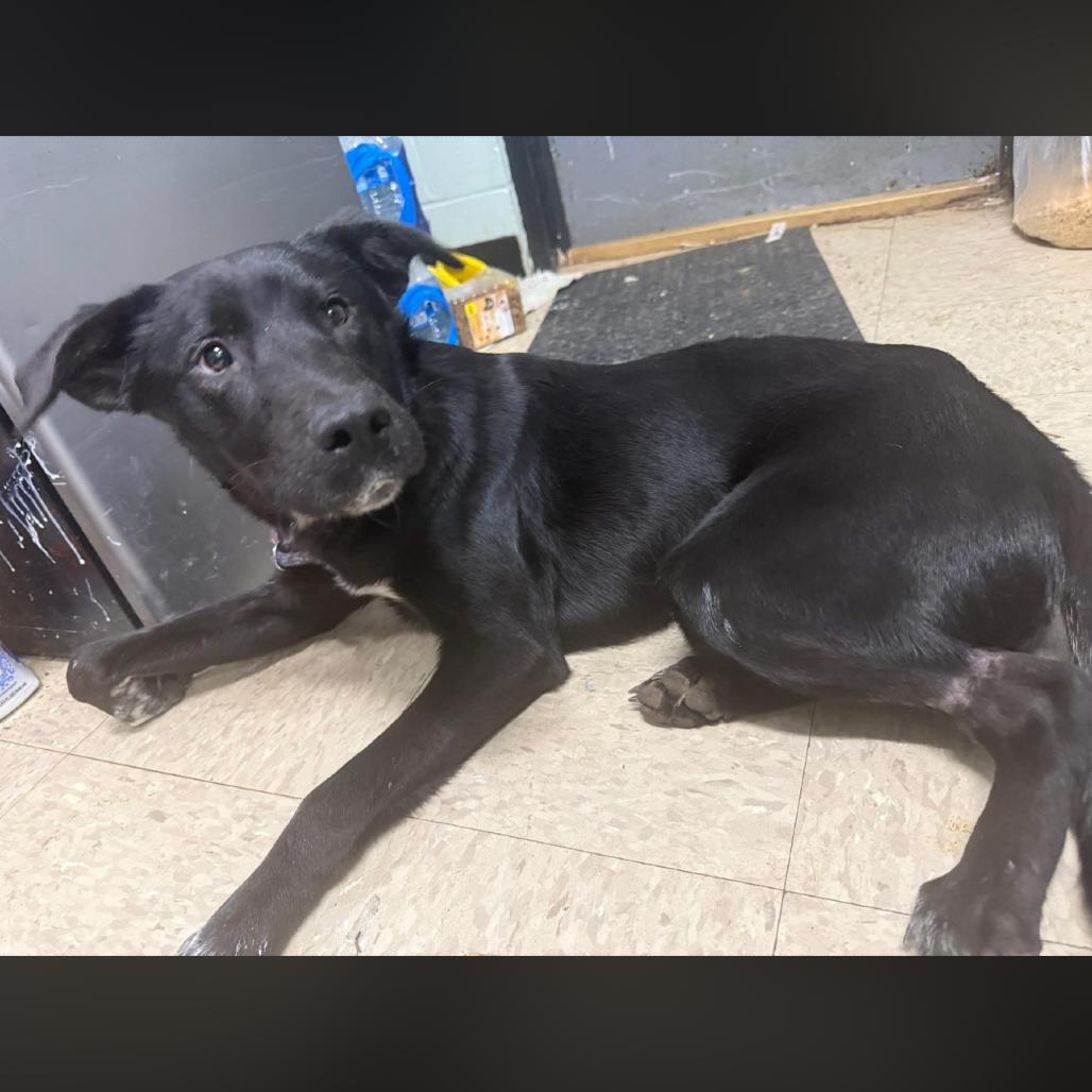 Enlarge Mystery, a Adoptable Black Labrador Retriever in Monroeville, AL image 1/6