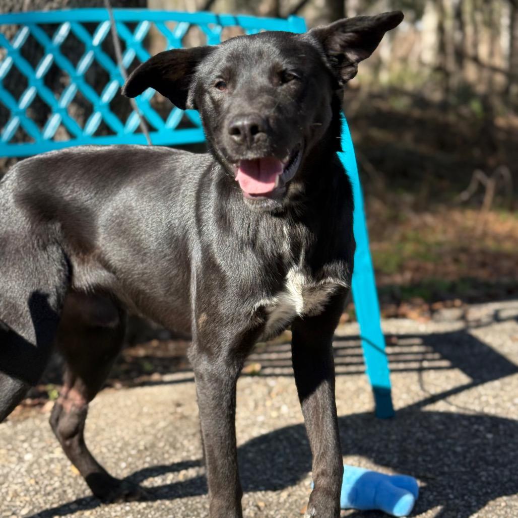 Enlarge Mystery, a Adoptable Black Labrador Retriever in Monroeville, AL image 2/6