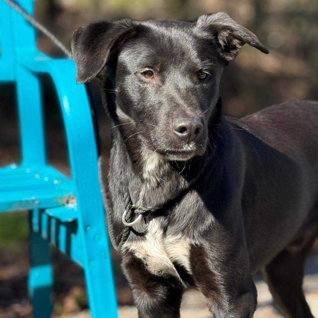 Enlarge Mystery, a Adoptable Black Labrador Retriever in Monroeville, AL image 3/6