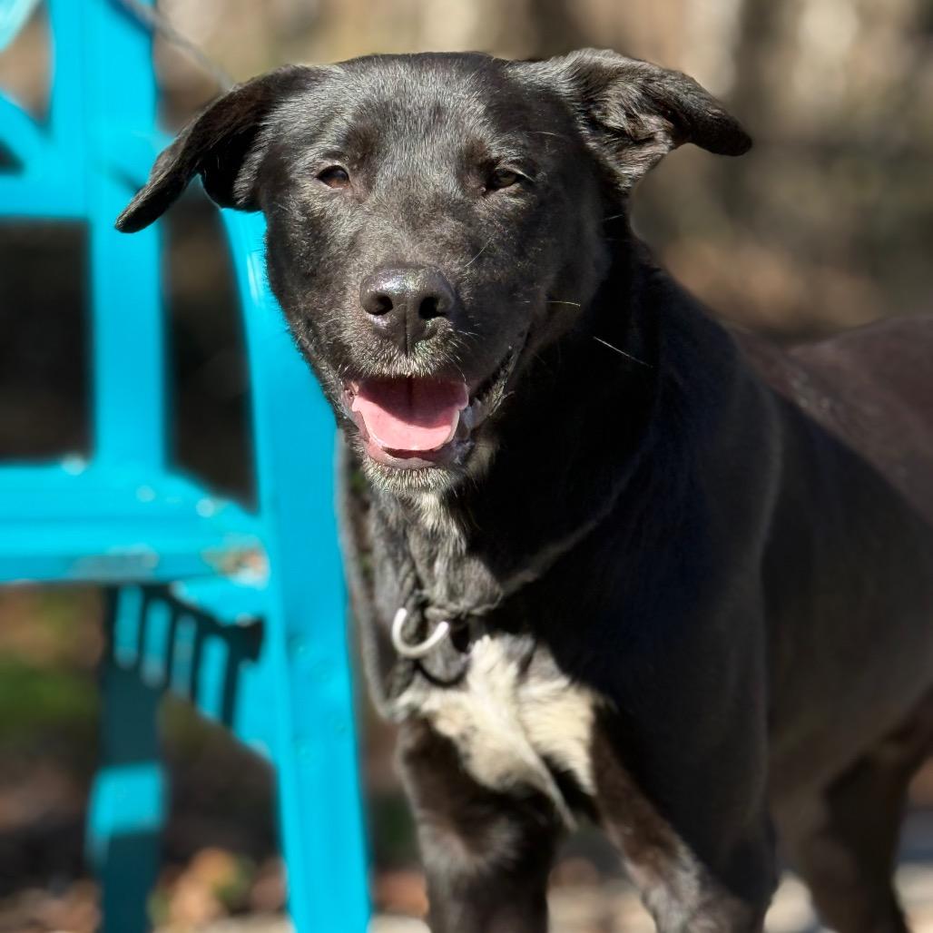 Enlarge Mystery, a Adoptable Black Labrador Retriever in Monroeville, AL image 4/6