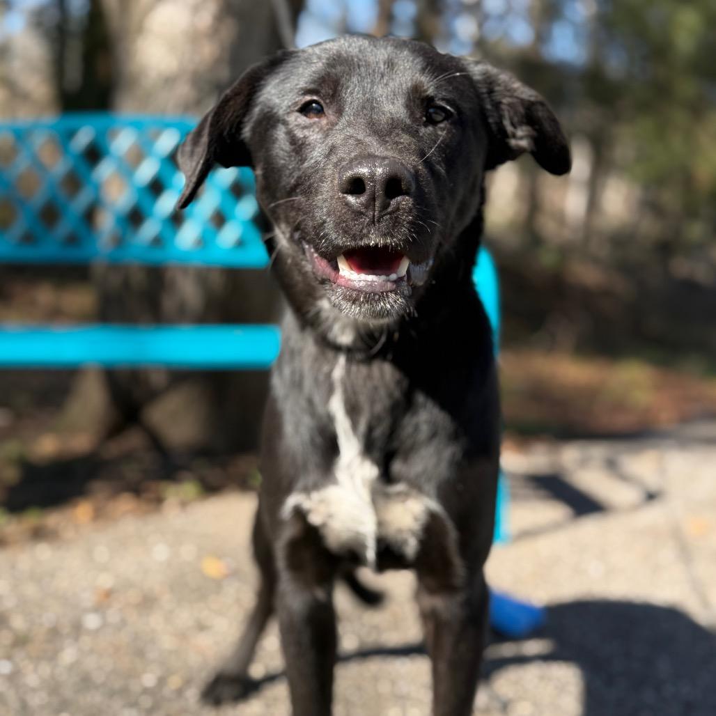 Enlarge Mystery, a Adoptable Black Labrador Retriever in Monroeville, AL image 5/6