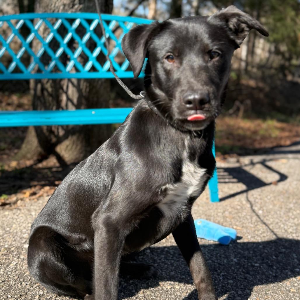 Enlarge Mystery, a Adoptable Black Labrador Retriever in Monroeville, AL image 6/6