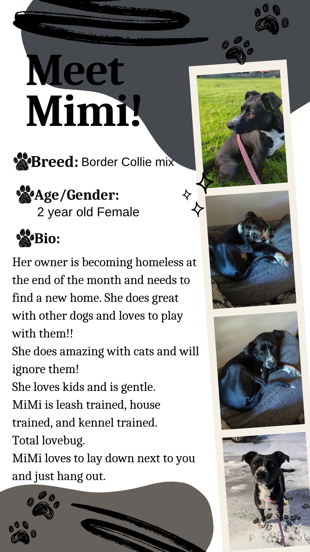Mimi, adopted, Adult Female Border Collie.
