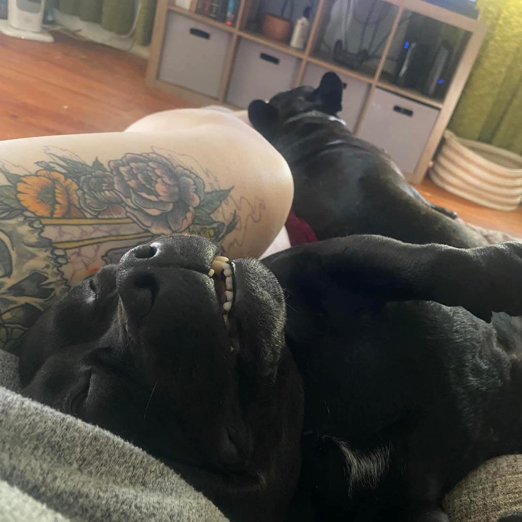 Enlarge Rosa *Bonded w/ Igor*, a Adoptable American Staffordshire Terrier in Zuni, VA image 1/6