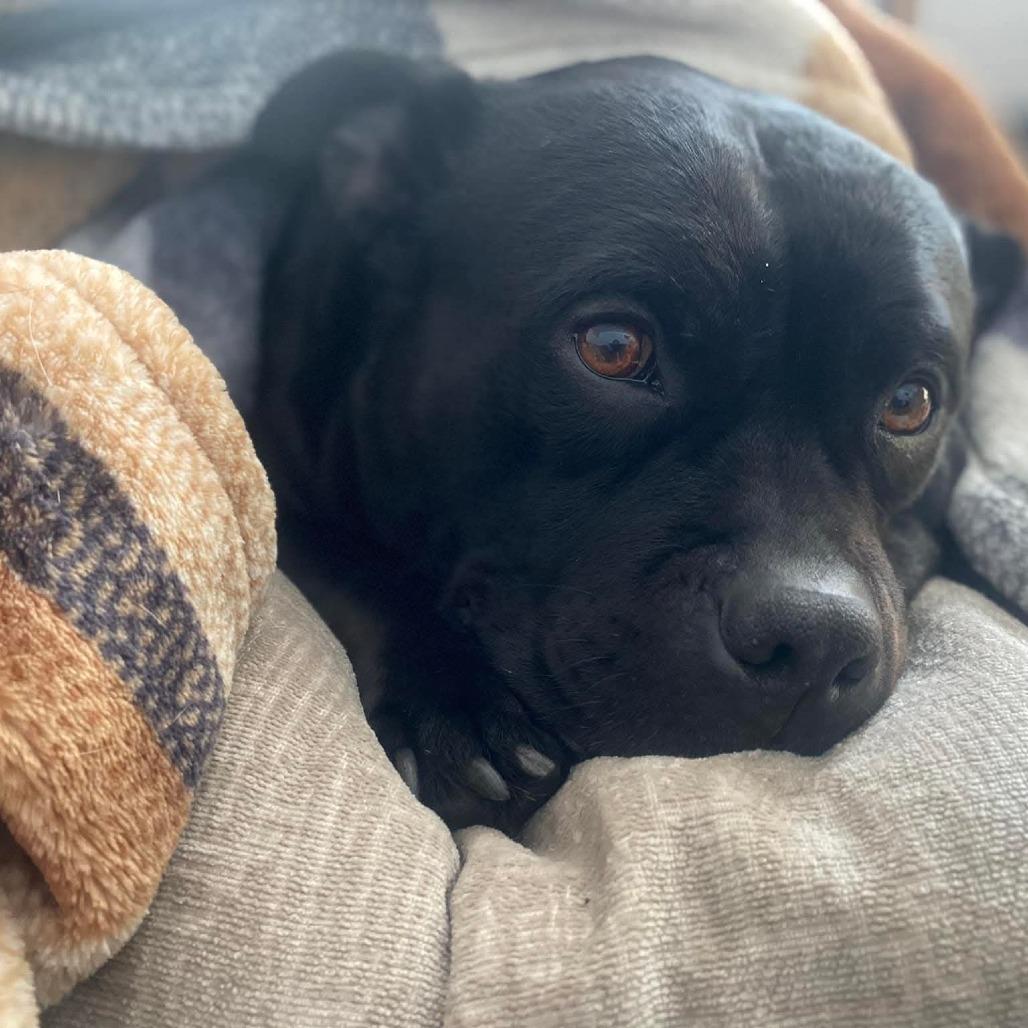 Enlarge Rosa *Bonded w/ Igor*, a Adoptable American Staffordshire Terrier in Zuni, VA image 3/6