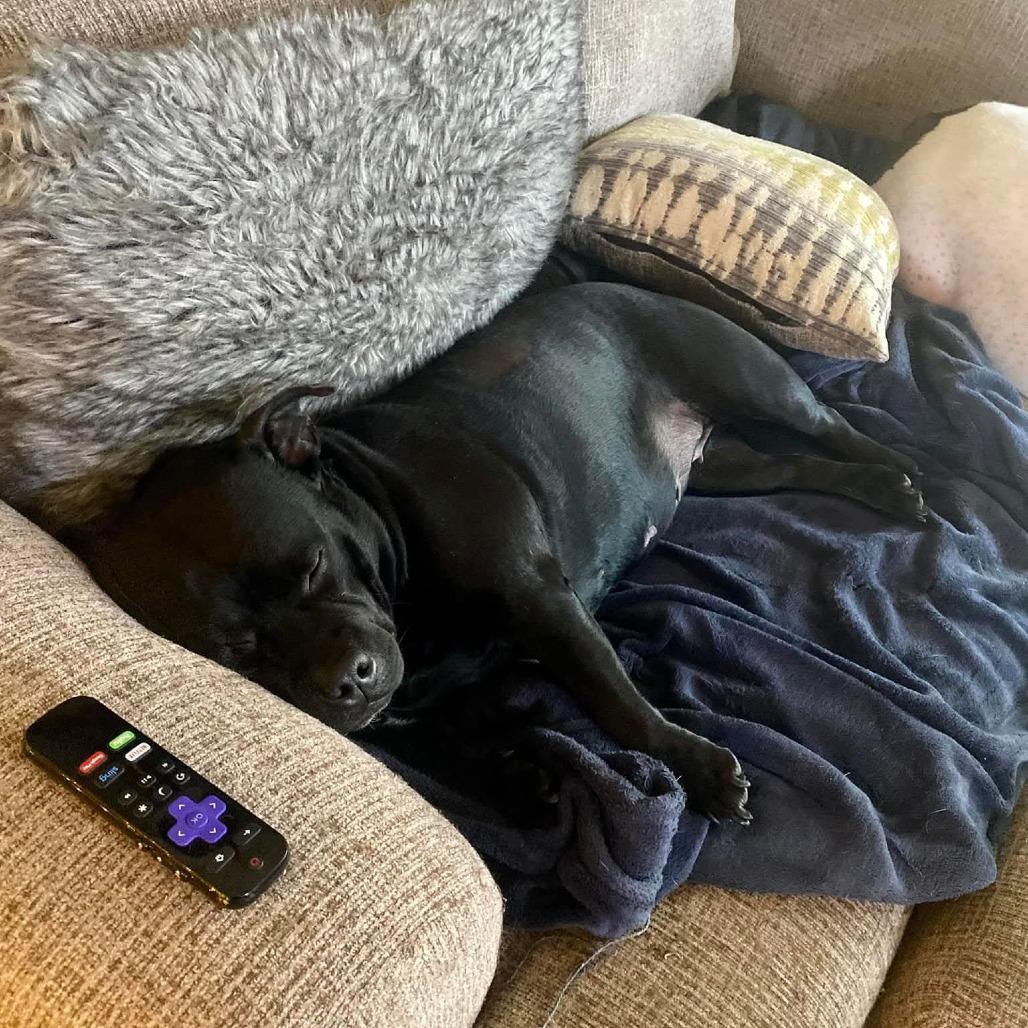 Enlarge Rosa *Bonded w/ Igor*, a Adoptable American Staffordshire Terrier in Zuni, VA image 4/6