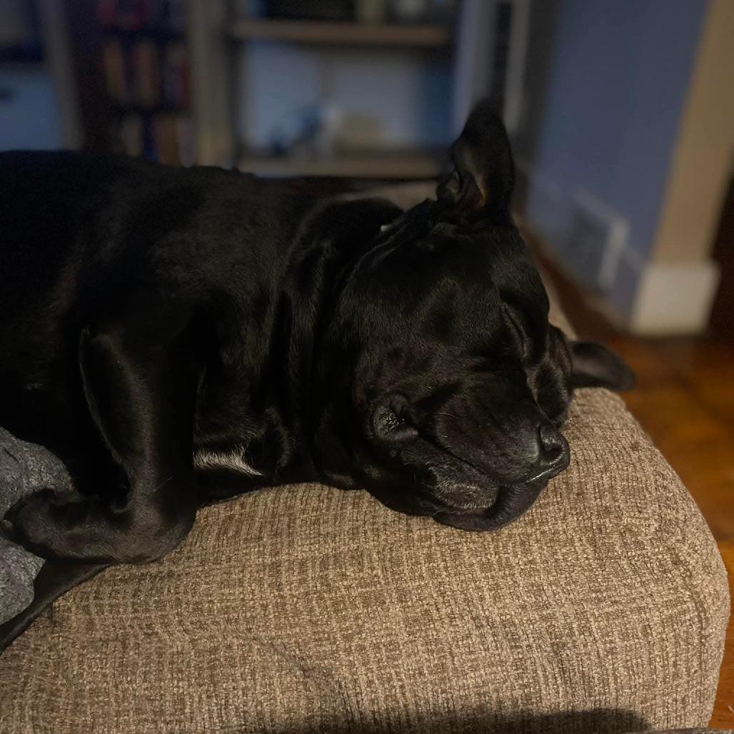 Enlarge Rosa *Bonded w/ Igor*, a Adoptable American Staffordshire Terrier in Zuni, VA image 6/6