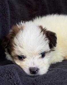 Gruffi Gummi, Baby Male unknown