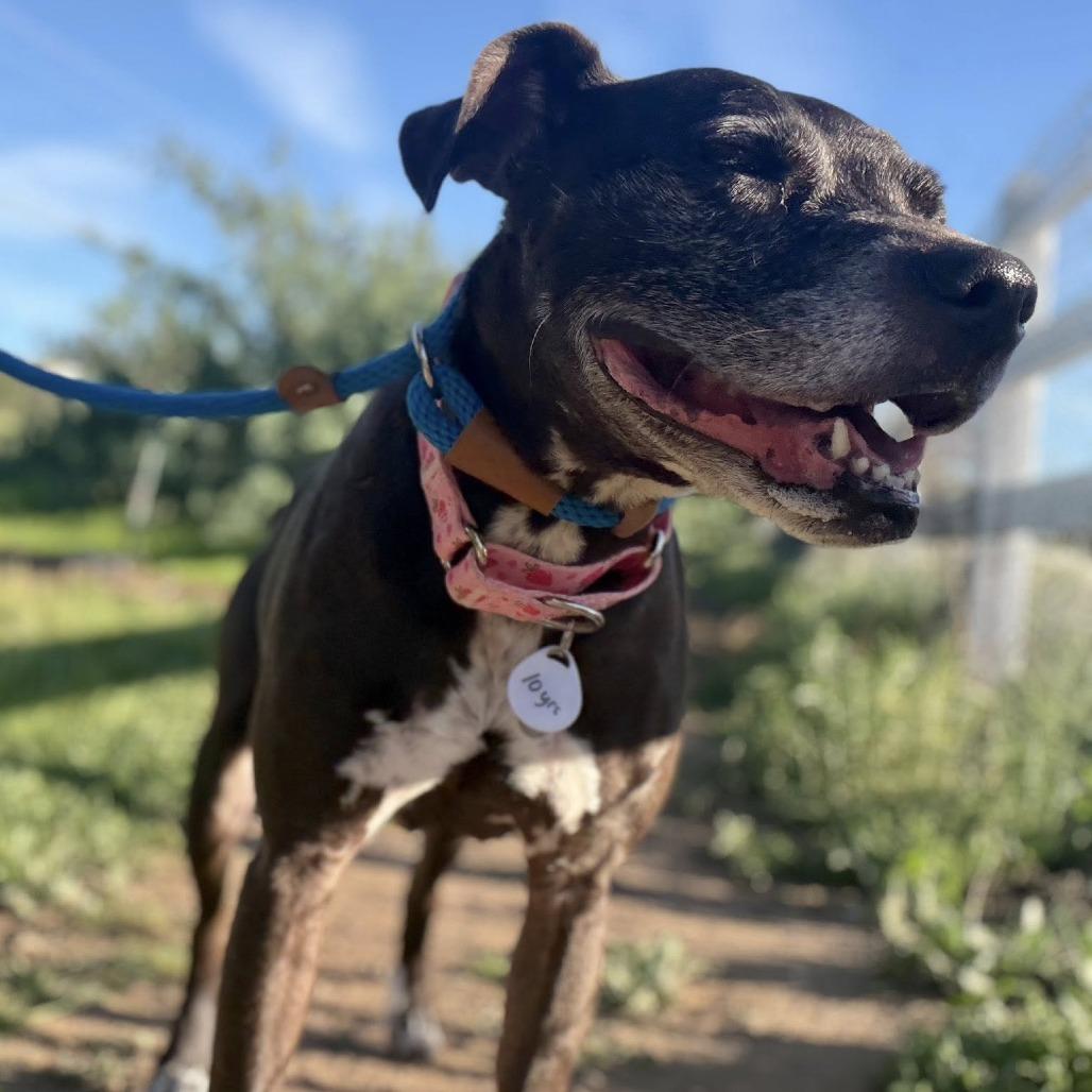 Fruity — thumbnail 5