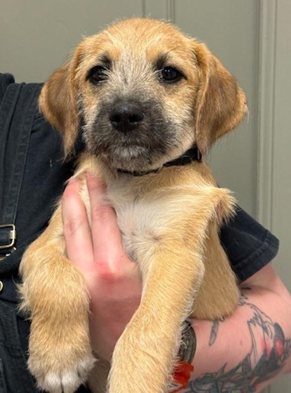 Kernel, Adoptable, Puppy Male Terrier & Dachshund.