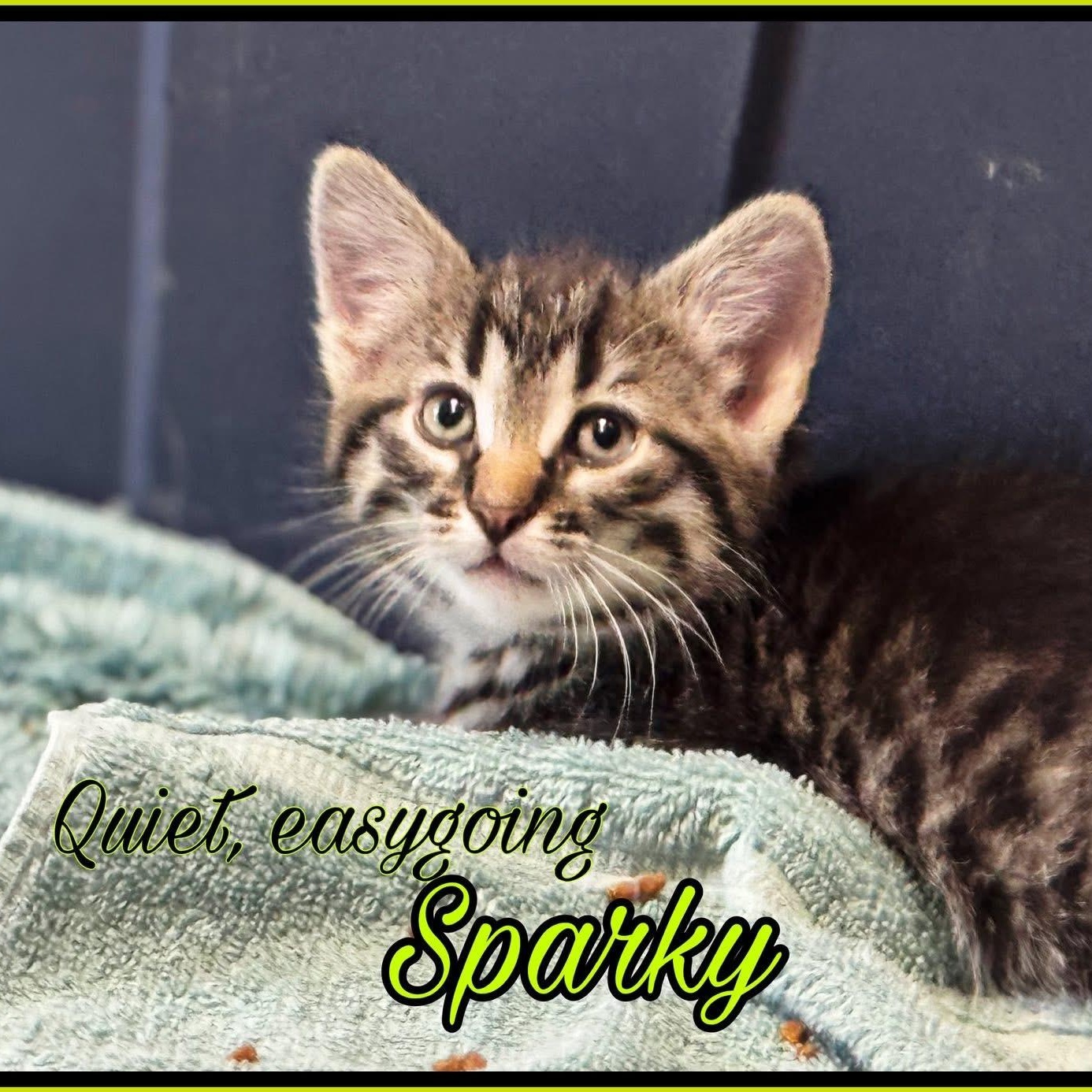 Sparky, Baby Male Tabby