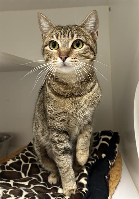Enlarge SPARKLE, a Adoptable Domestic Short Hair in Lodi, CA image 1/1