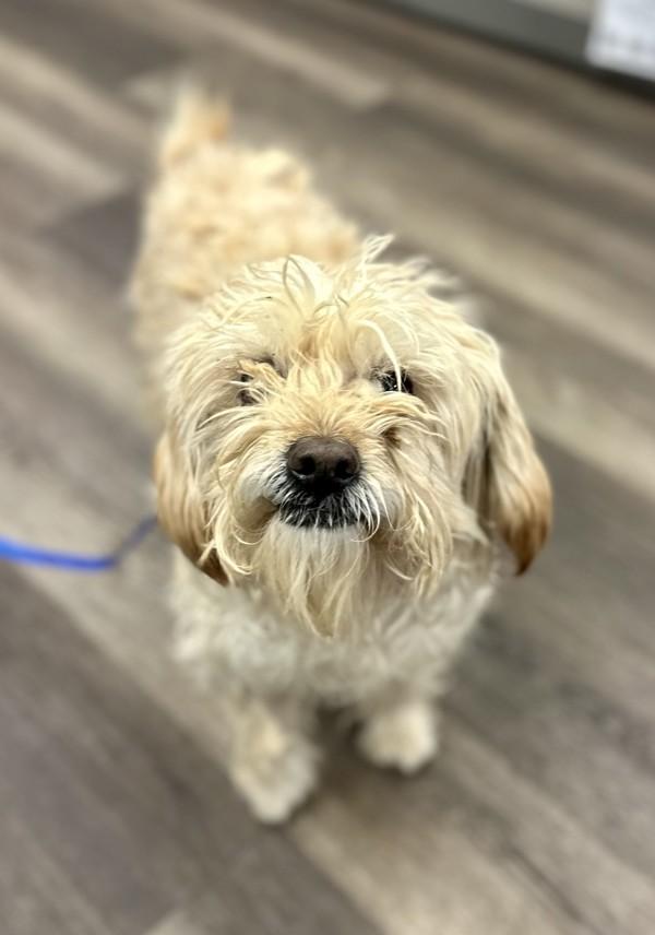 Enlarge Henry, a Adoptable mixed breed in Victorville, CA image 1/1