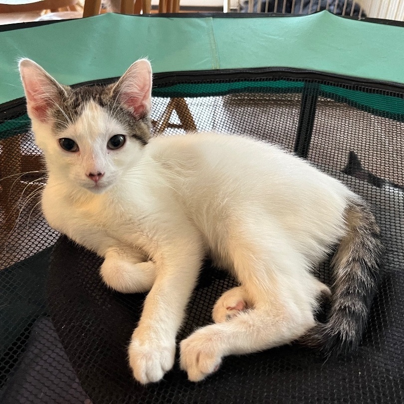 Chuckles, a Adoptable Domestic Short Hair in Landenberg, PA image 3/3