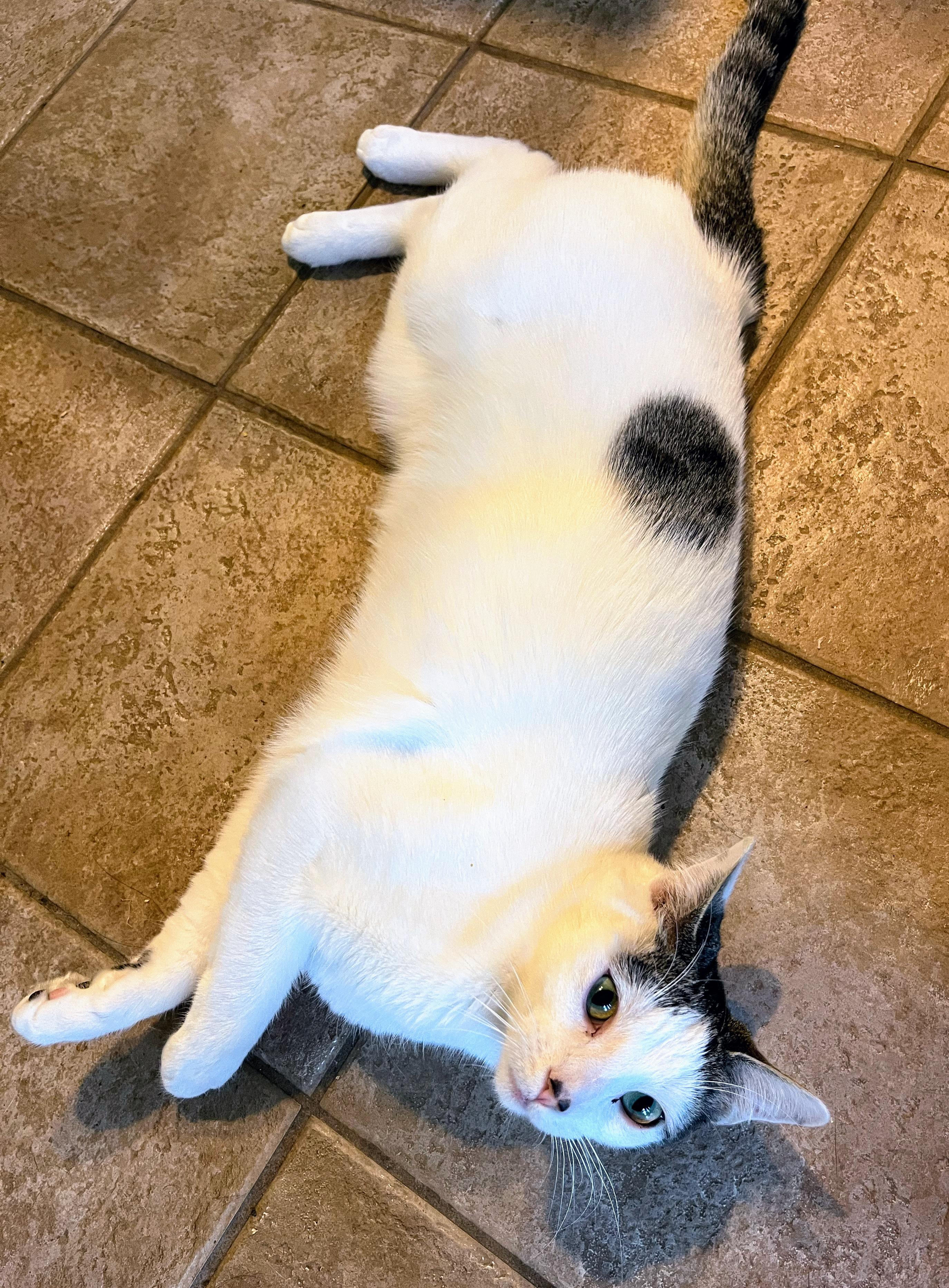 Chuckles, a Adoptable Domestic Short Hair in Landenberg, PA image 1/3