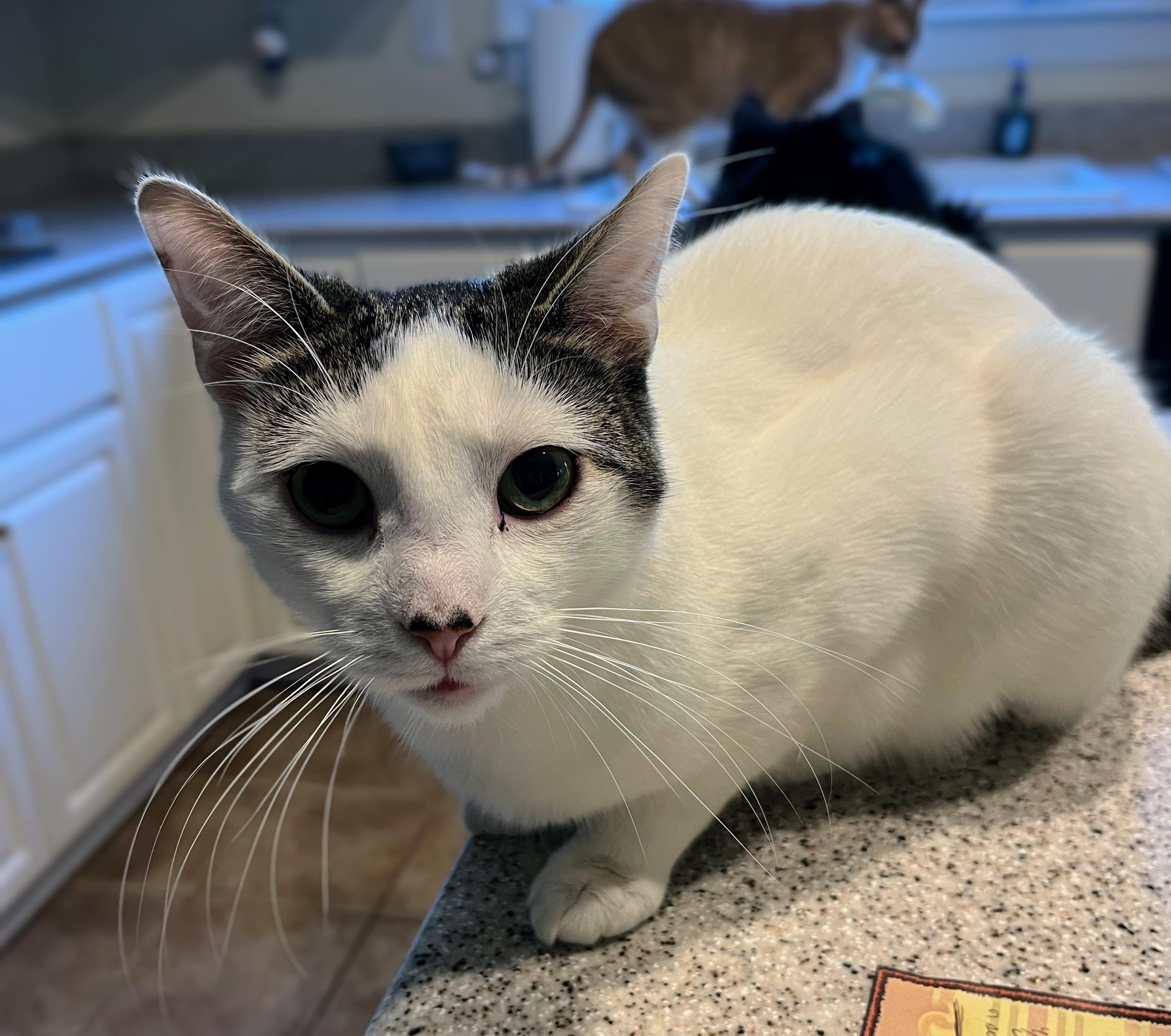 Chuckles, a Adoptable Domestic Short Hair in Landenberg, PA image 2/3