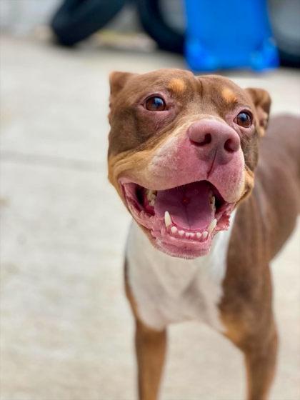Enlarge Simba, a Adoptable mixed breed in Munster, IN image 1/1