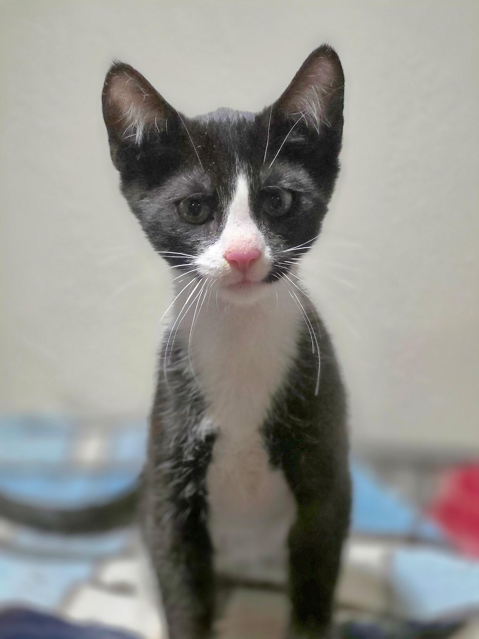 Hobbs, Adoptable, Kitten Male Domestic Short Hair.