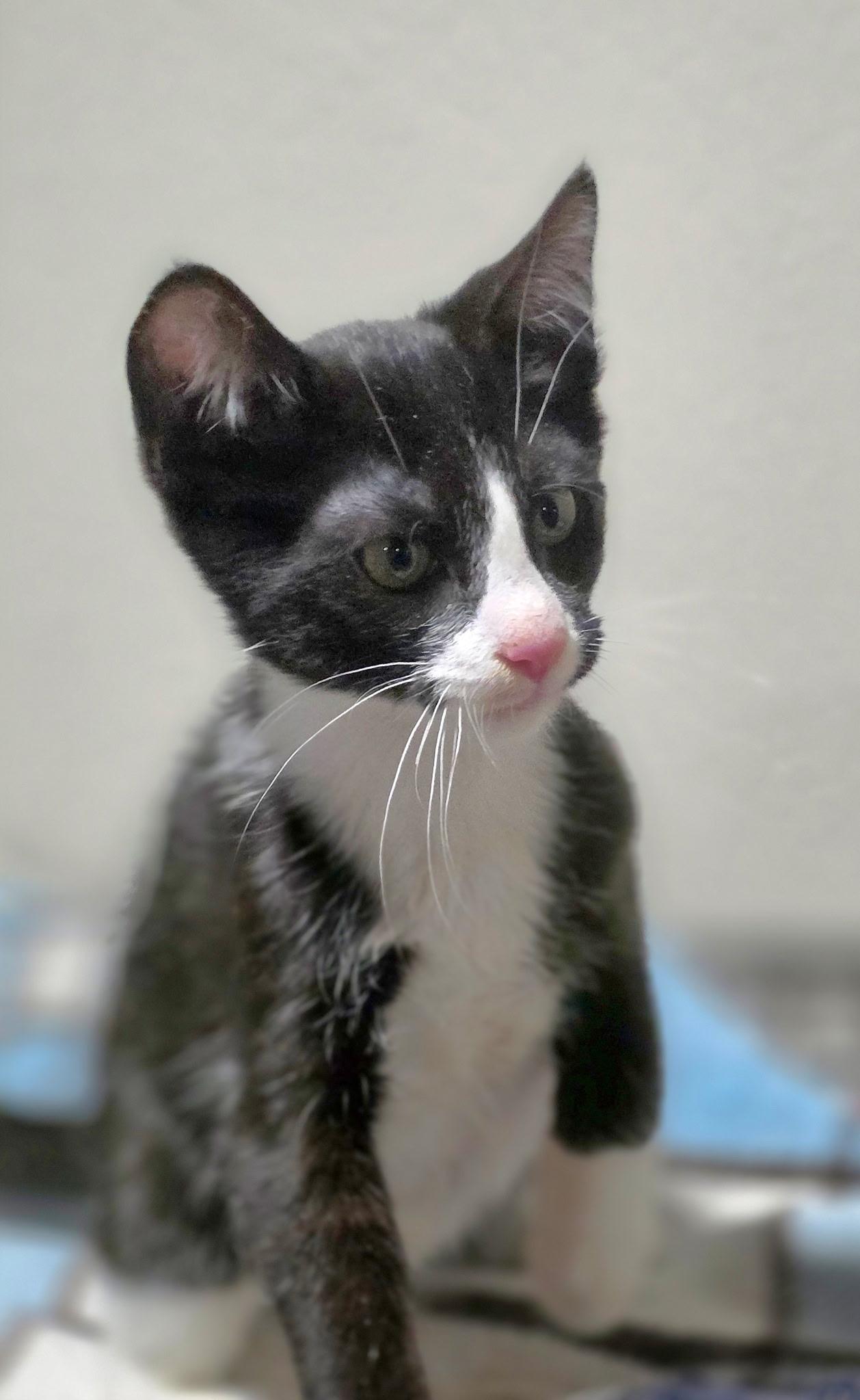 Hobbs, a Adoptable mixed breed in Rio Linda, CA image 2/2