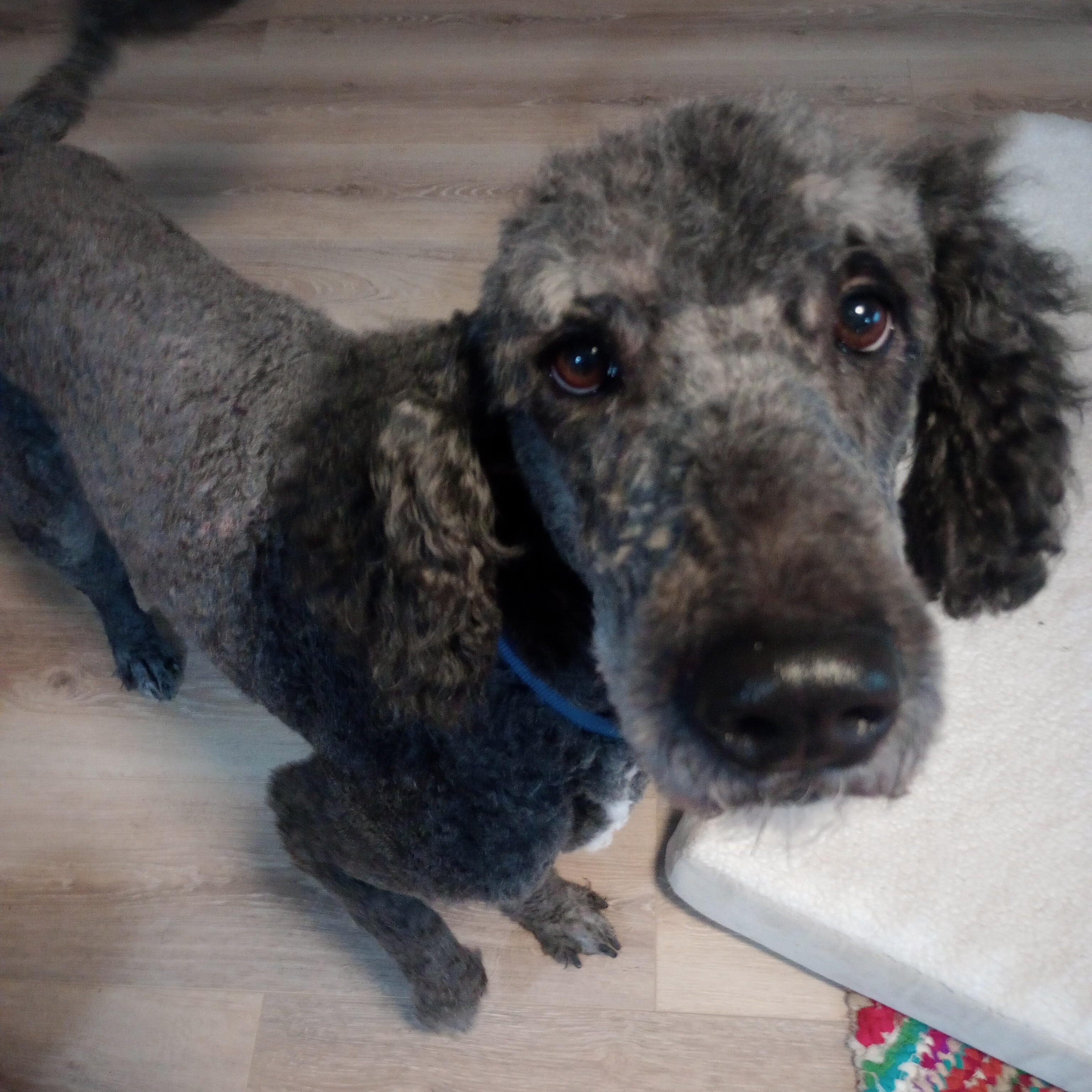 Scooter — thumbnail 2