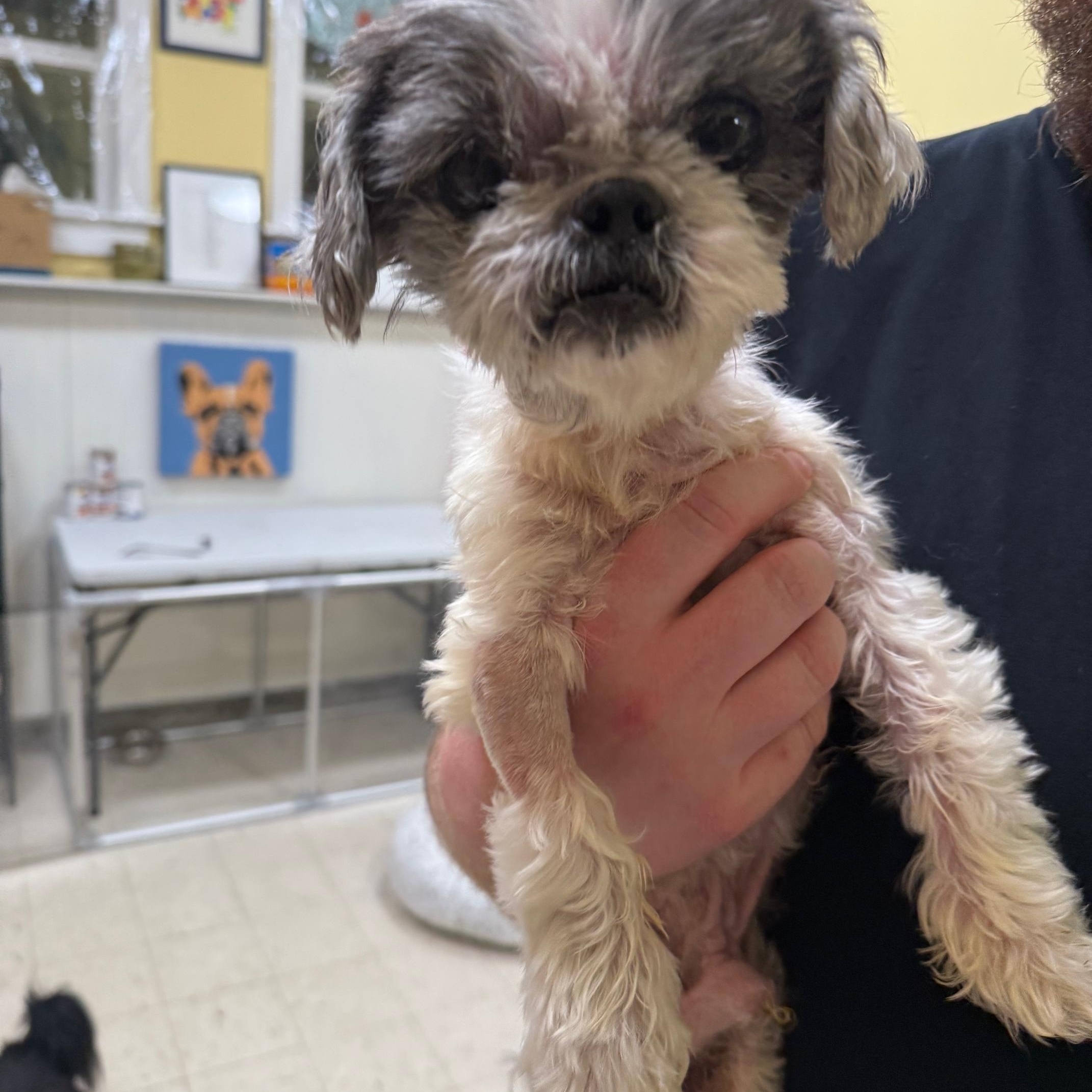 Cody, an adopted Shih Tzu in Foster, RI image 2/5
