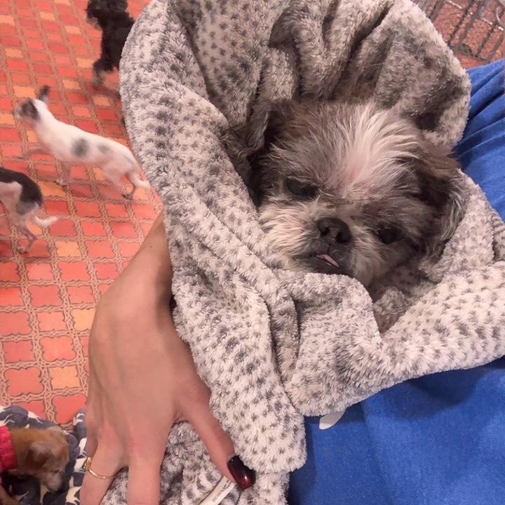Cody, an adopted Shih Tzu in Foster, RI image 3/5