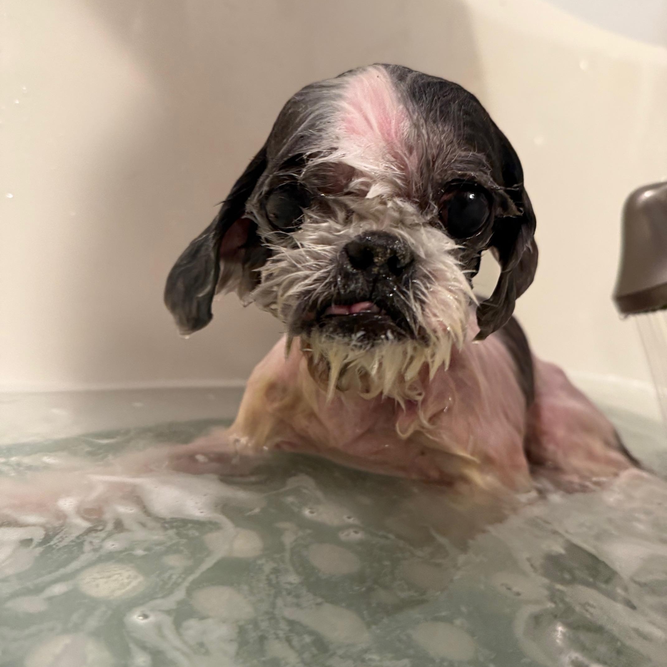 Cody, an adopted Shih Tzu in Foster, RI image 4/5
