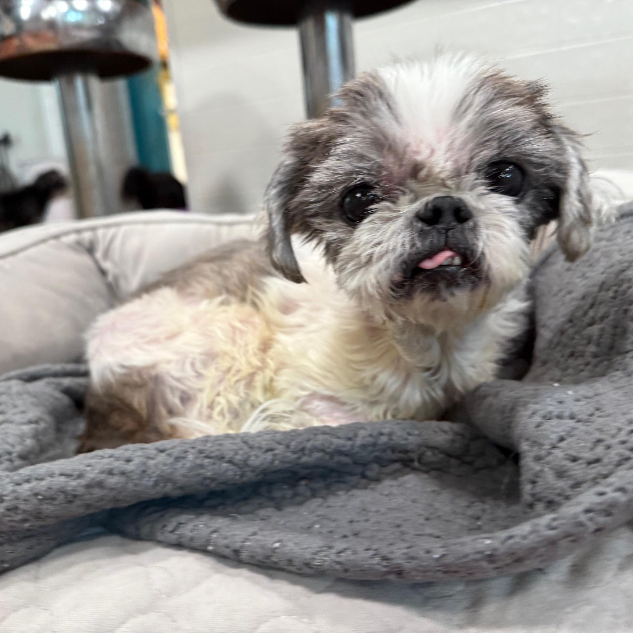 Cody, an adopted Shih Tzu in Foster, RI image 5/5