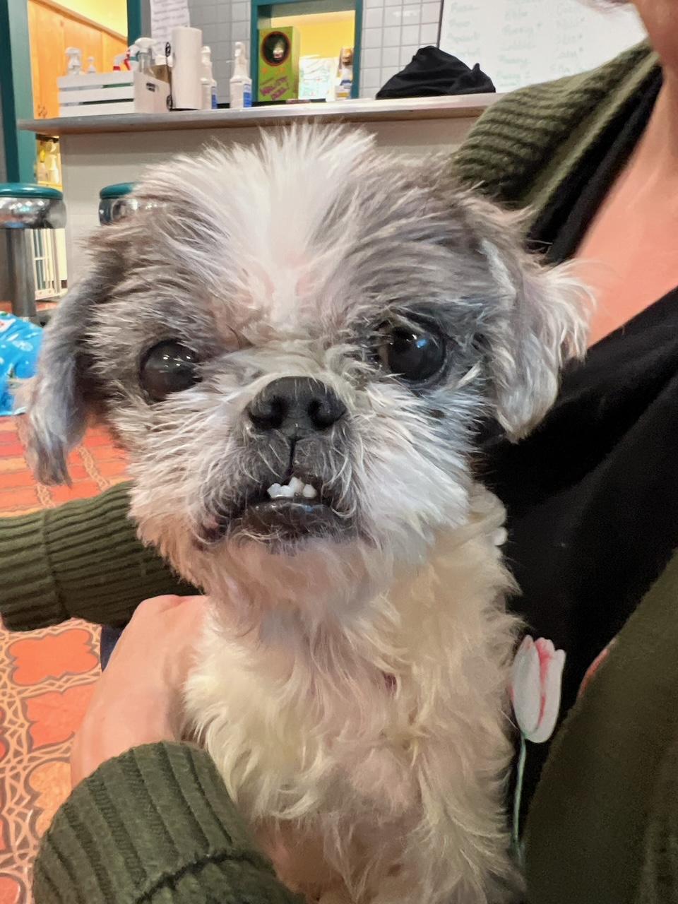 Cody, an adopted Shih Tzu in Foster, RI image 1/5
