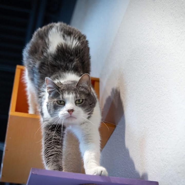 Felix, Adoptable, Adult Male Domestic Short Hair.