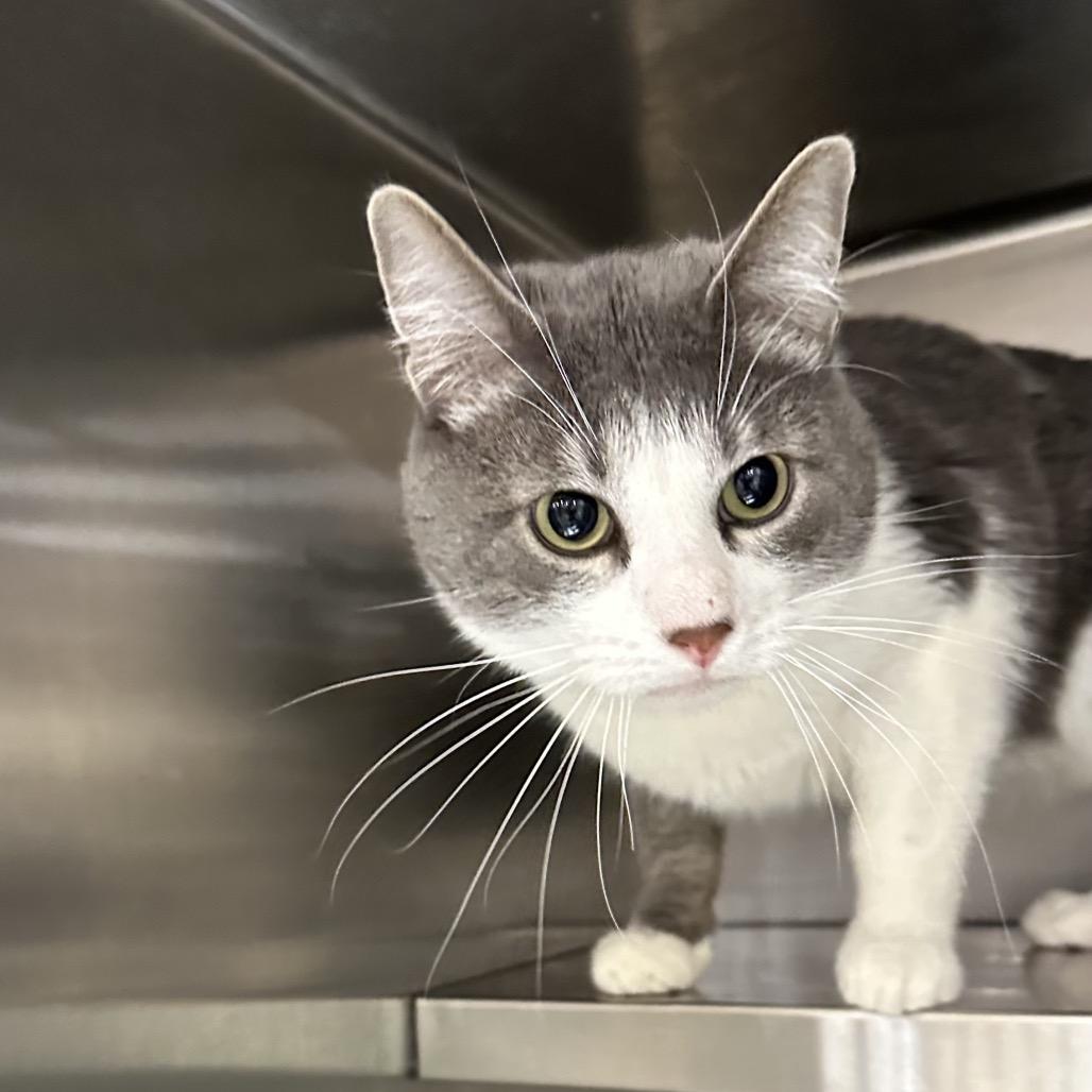 Felix, Adoptable, Adult Male Domestic Short Hair.