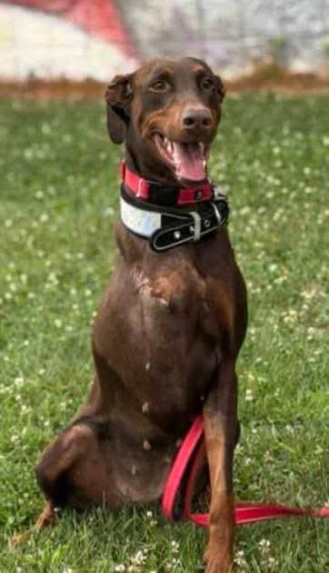 Enlarge Ariel, a Adoptable Doberman Pinscher in Paoli, IN image 1/1