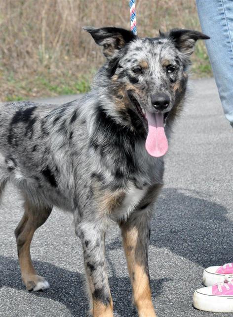 FINN, Adoptable, Young Male Australian Shepherd & Border Collie.