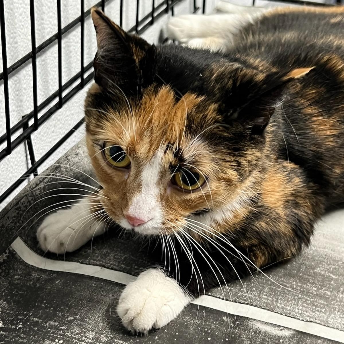 Izzy, Adoptable, Young Female Calico.
