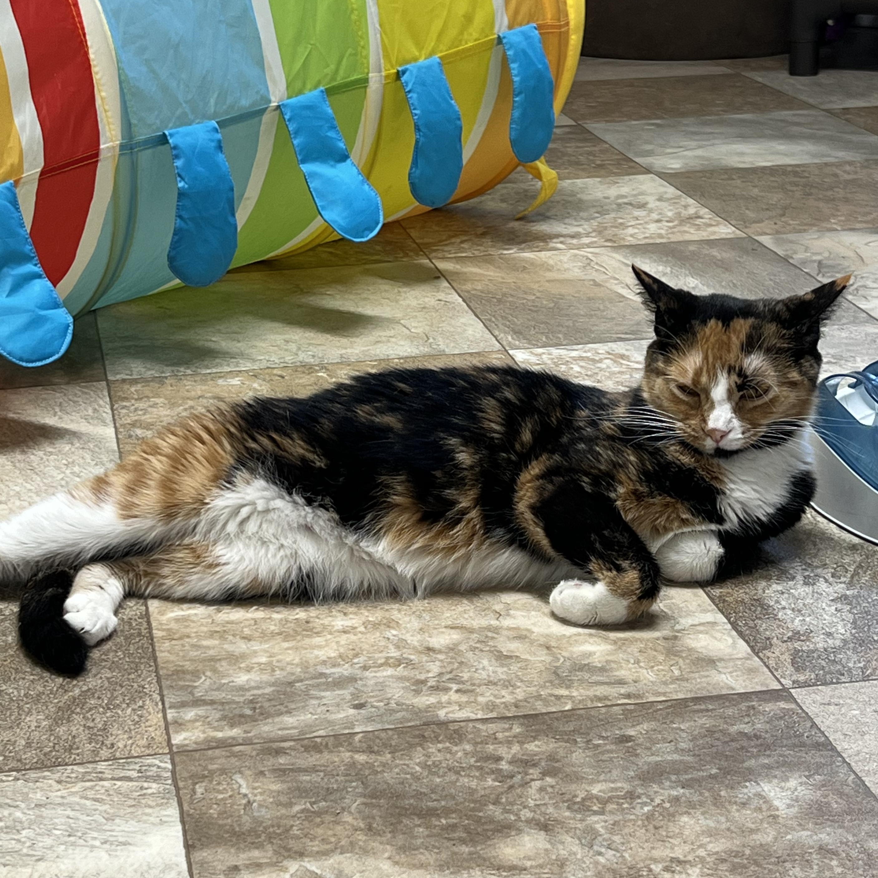 Enlarge Izzy, a Adoptable Calico in St. Marys, WV image 3/3