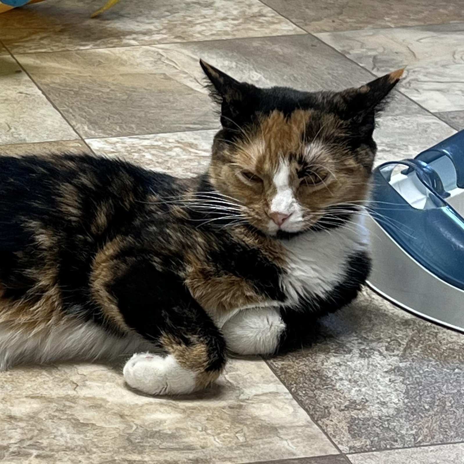 Enlarge Izzy, a Adoptable Calico in St. Marys, WV image 2/3