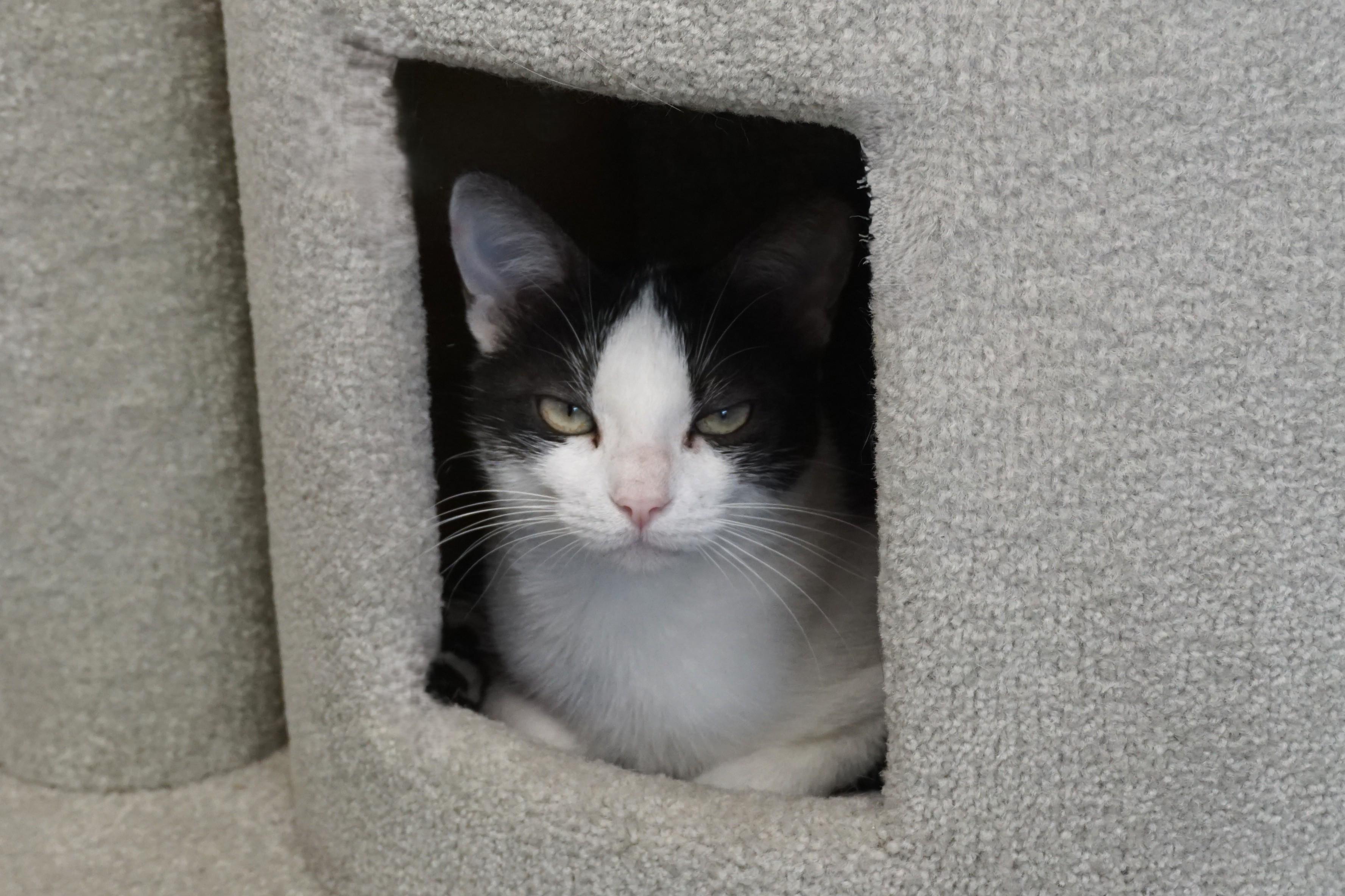 Enlarge Bubbles V, a ADOPTABLE Domestic Short Hair in Fountain Hills, AZ image 2/5