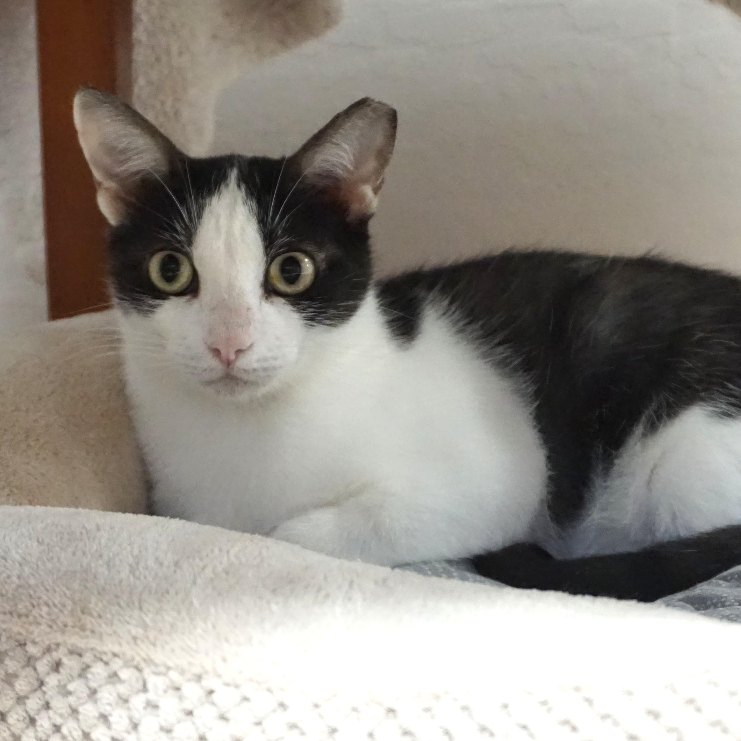 Bubbles V, a ADOPTABLE Domestic Short Hair in Fountain Hills, AZ image 2/5