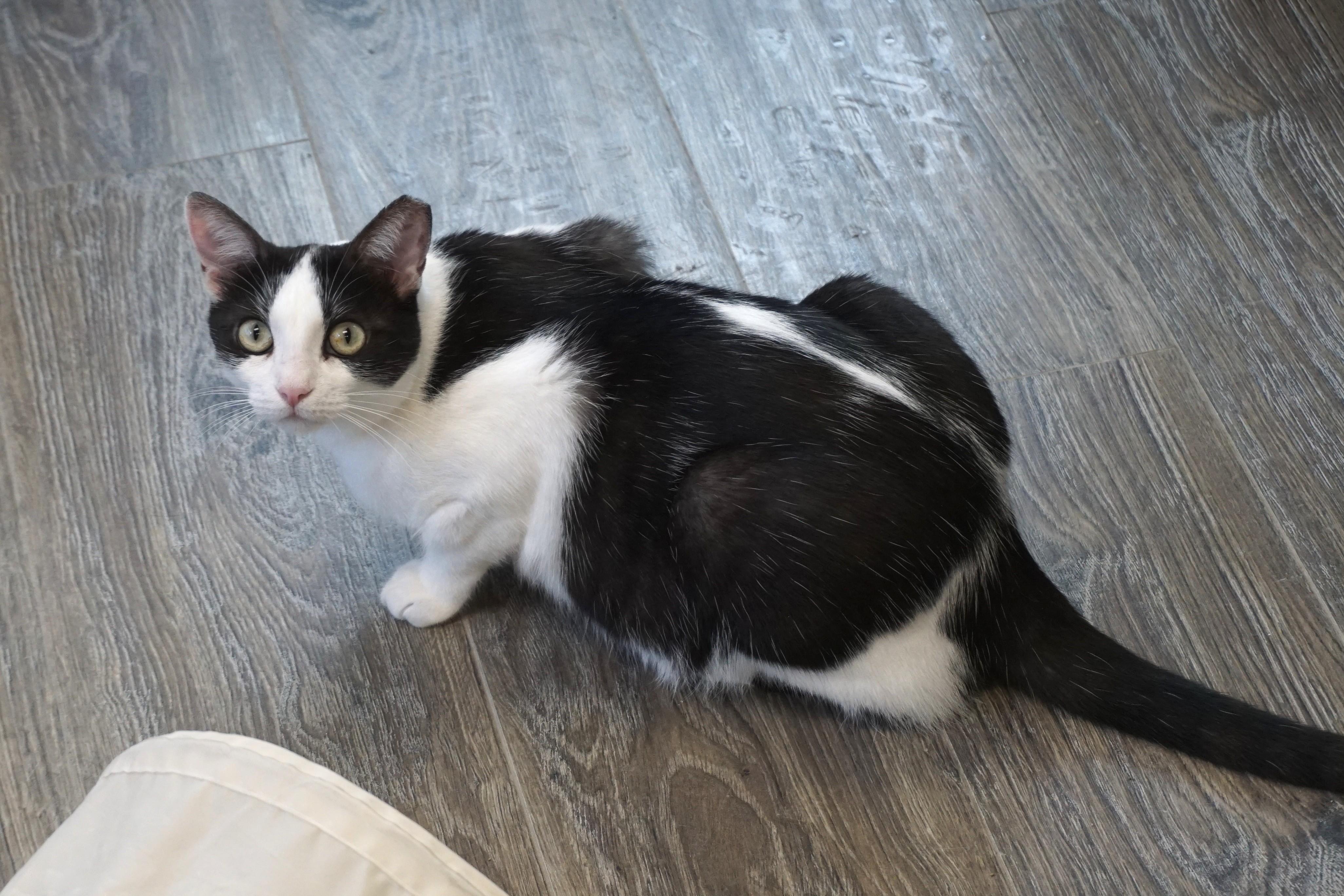 Enlarge Bubbles V, a Adoptable Domestic Short Hair in Fountain Hills, AZ image 5/5