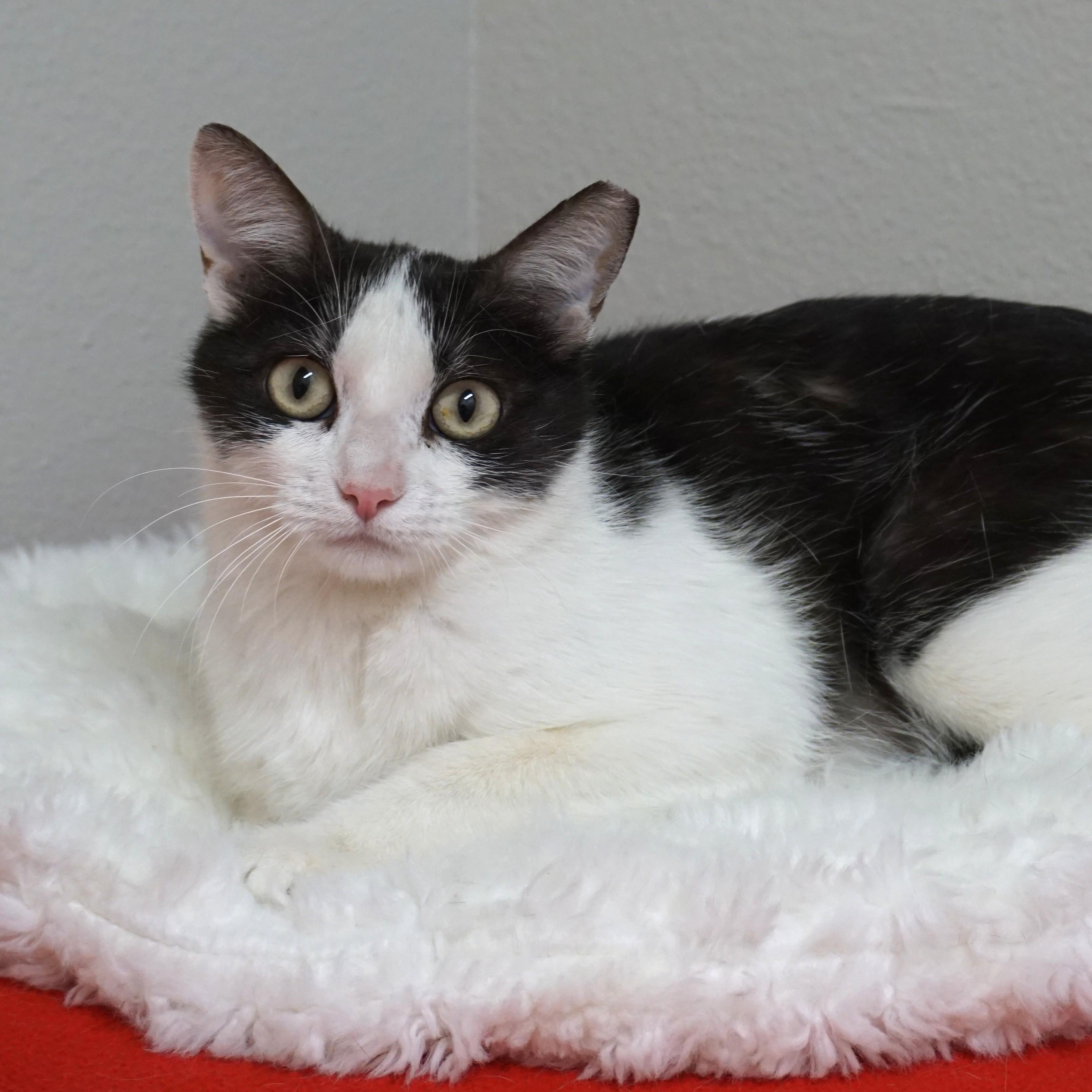 Bubbles V, a ADOPTABLE Domestic Short Hair in Fountain Hills, AZ image 4/5