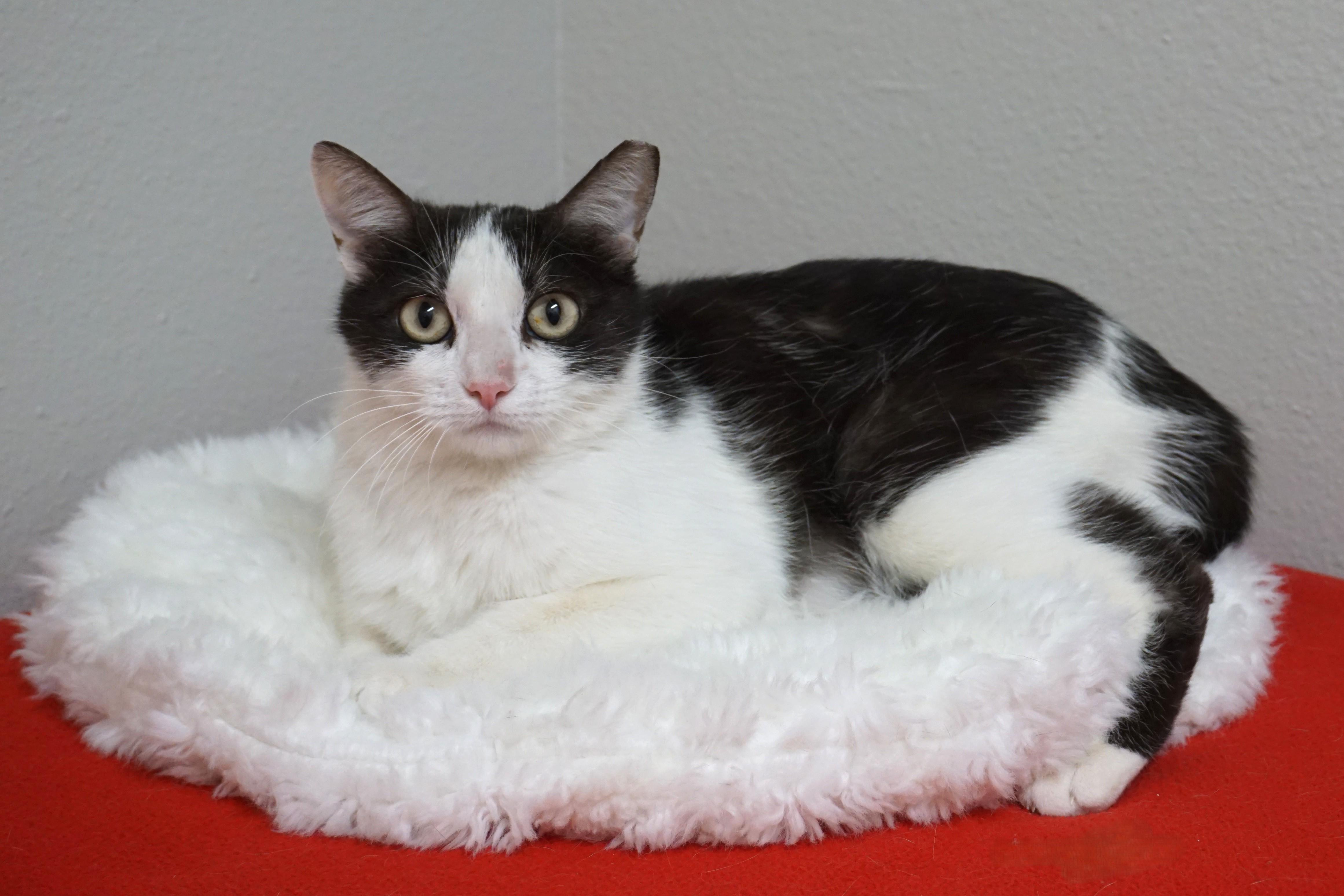 Bubbles V, a ADOPTABLE Domestic Short Hair in Fountain Hills, AZ image 5/5