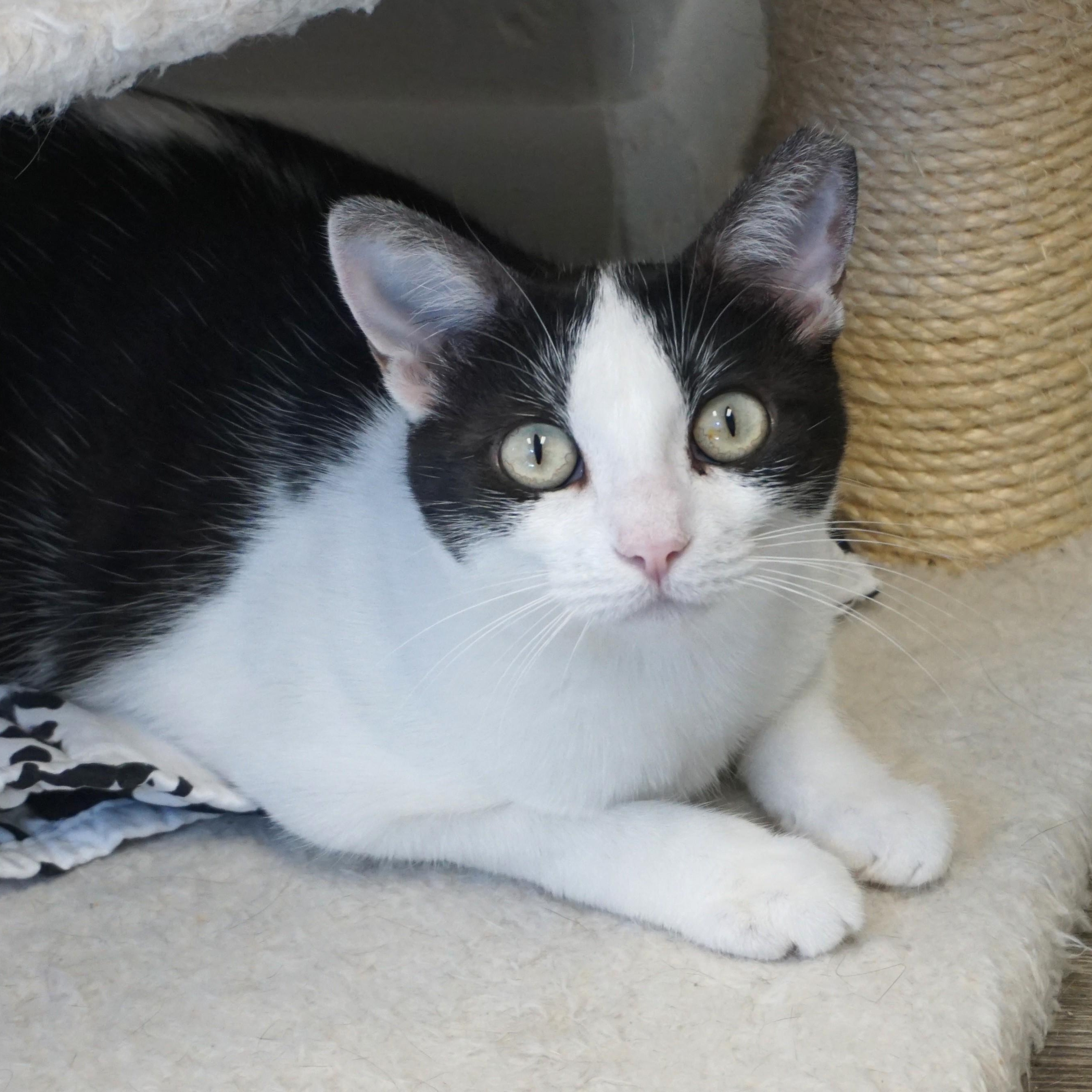 Bubbles V, Adoptable, Adult Female Domestic Short Hair.