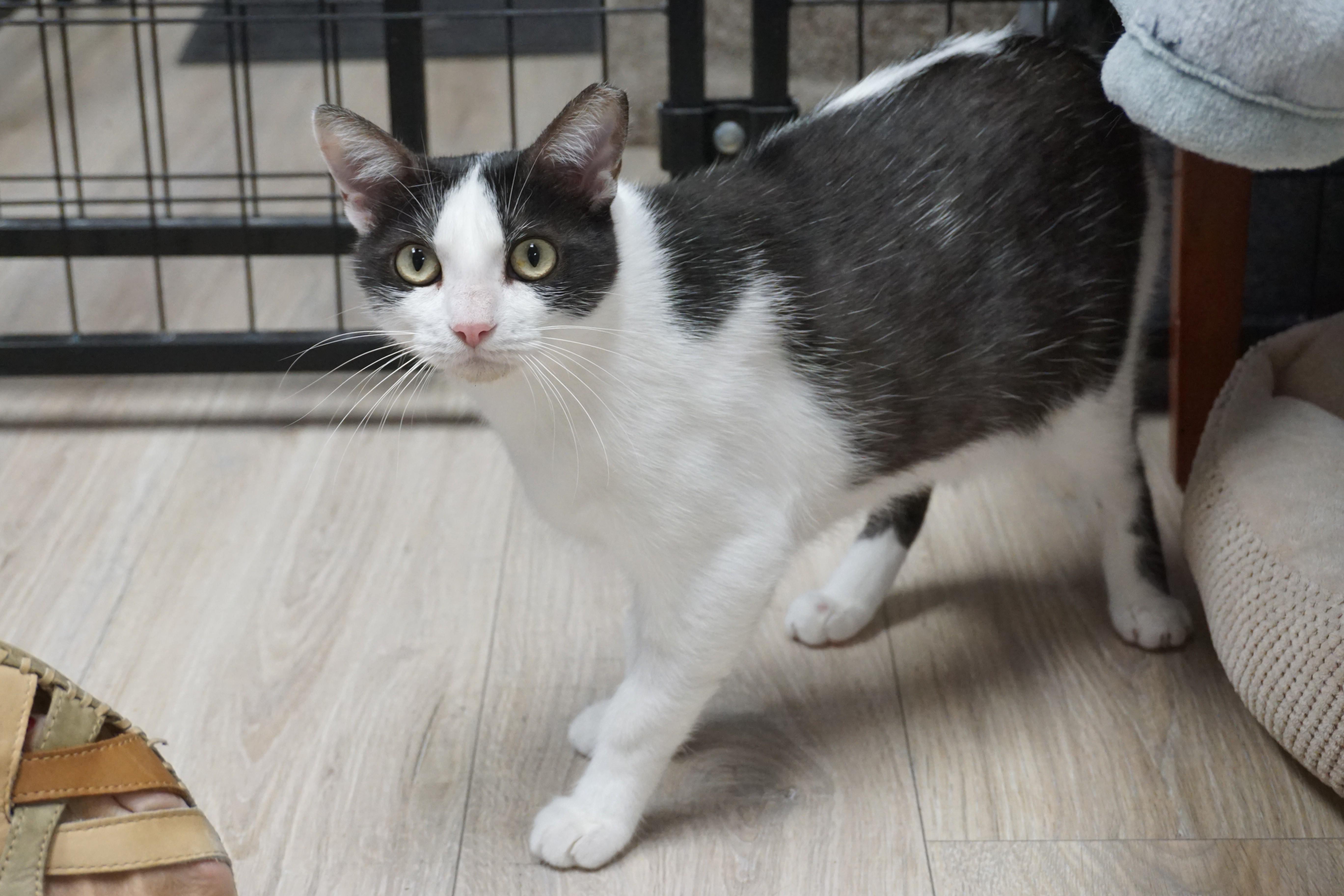 Bubbles V, ADOPTABLE, Adult Female Domestic Short Hair.