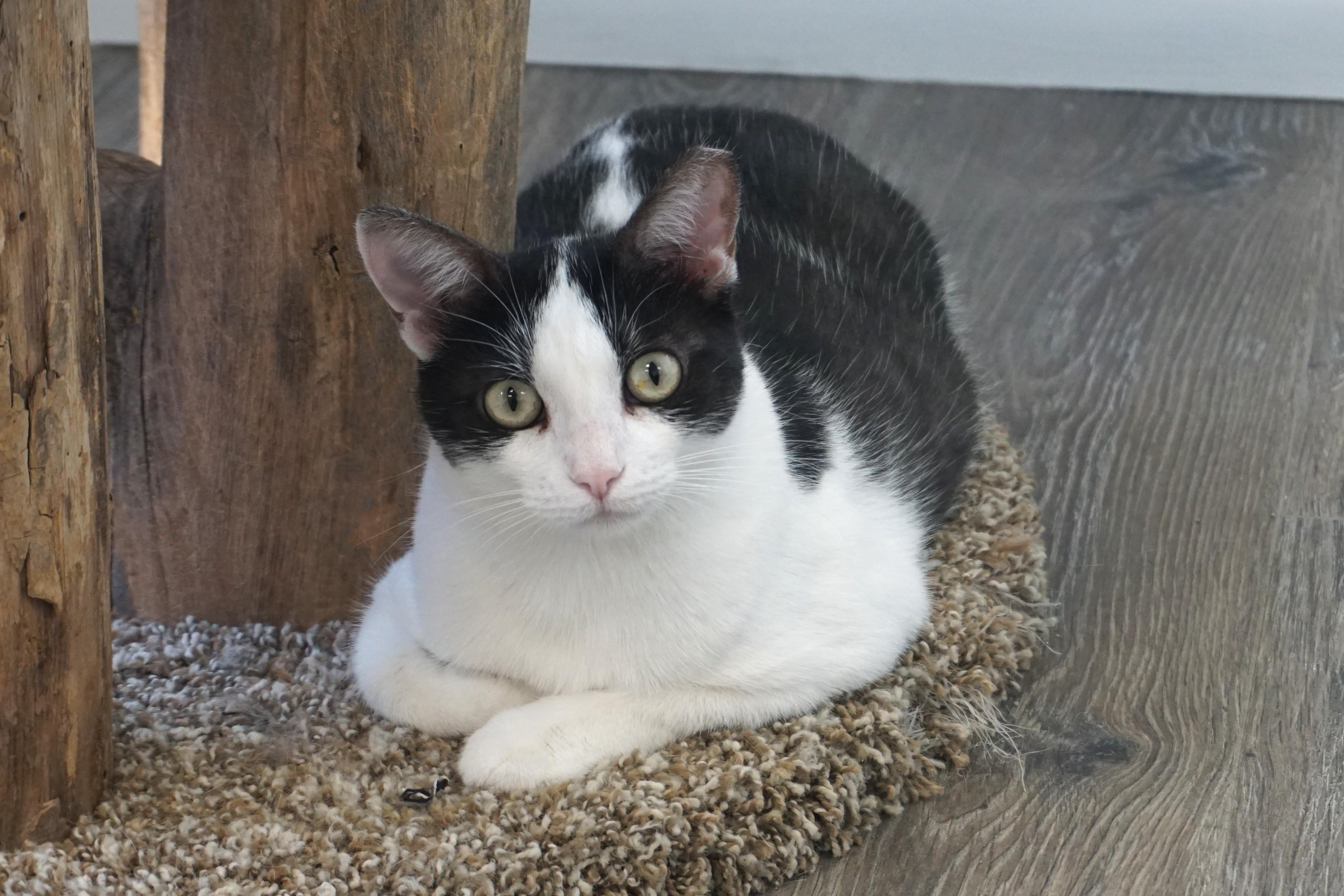 Bubbles V, ADOPTABLE, Adult Female Domestic Short Hair.