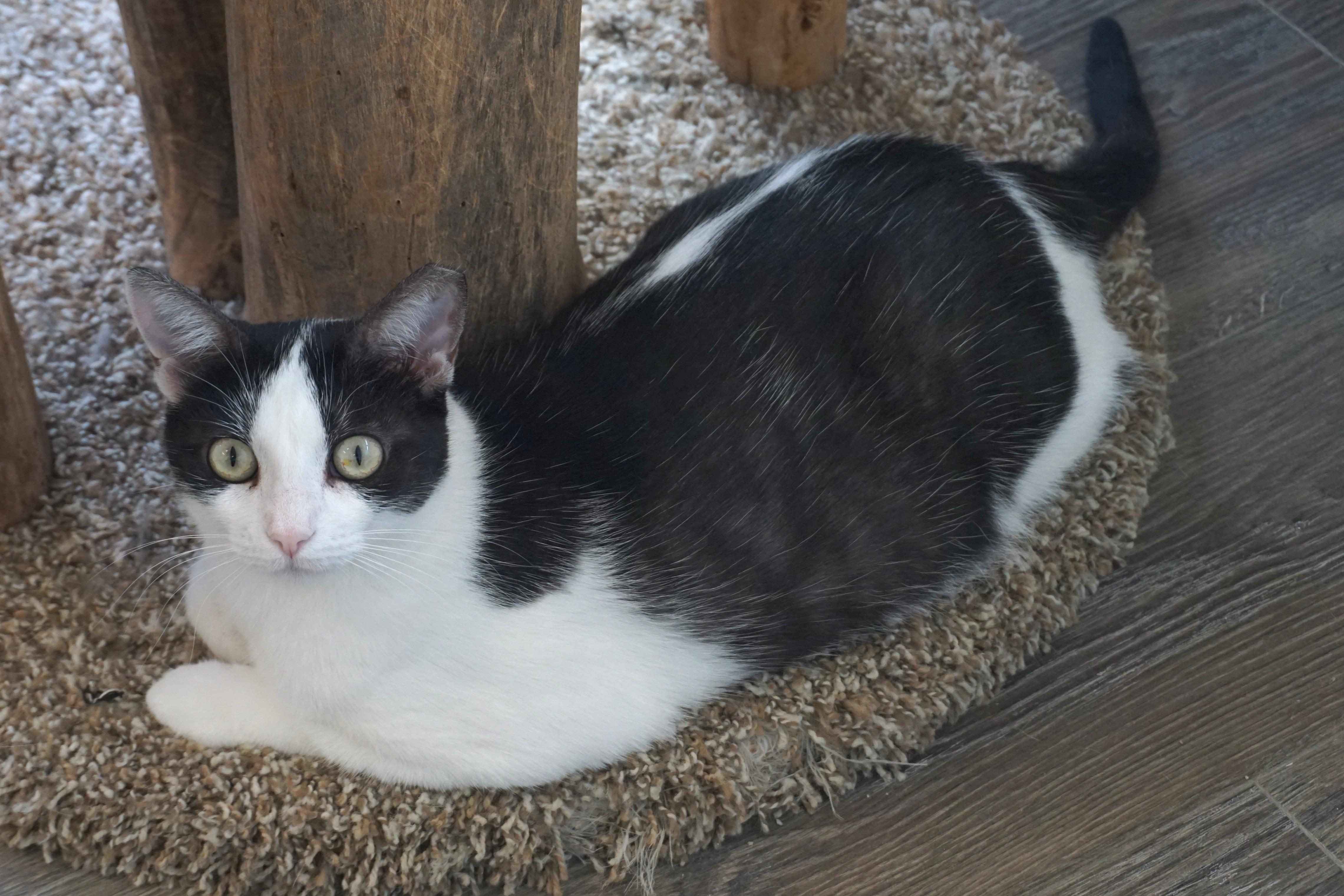 Enlarge Bubbles V, a Adoptable Domestic Short Hair in Fountain Hills, AZ image 3/5