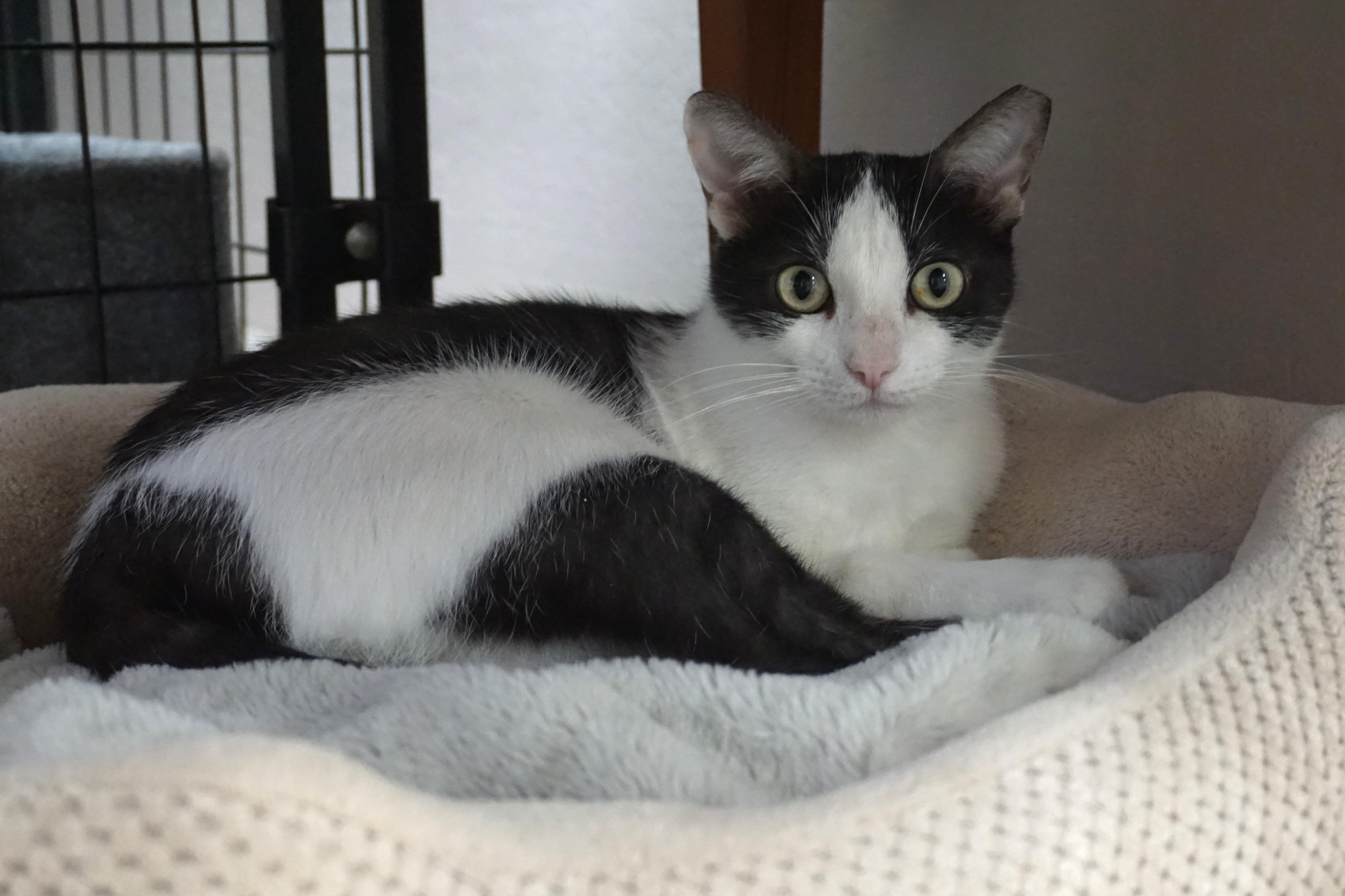 Bubbles V, a ADOPTABLE Domestic Short Hair in Fountain Hills, AZ image 3/5